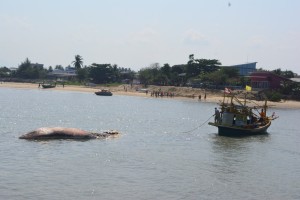 Bryde’s whale