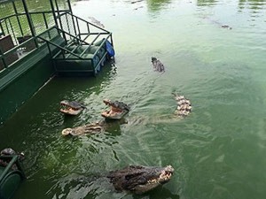 Krokodil-Fuettern-im-Pattaya_03