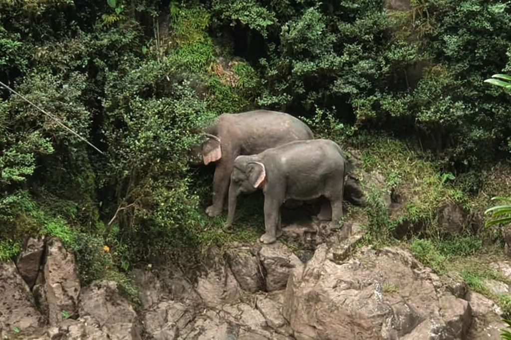 Elefanten Tragödie am Haew Narok Wasserfall im Khai Yai National Park