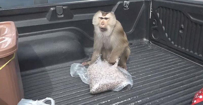 Der Khao Yai National Park warnt Touristen vor diebischen Affen