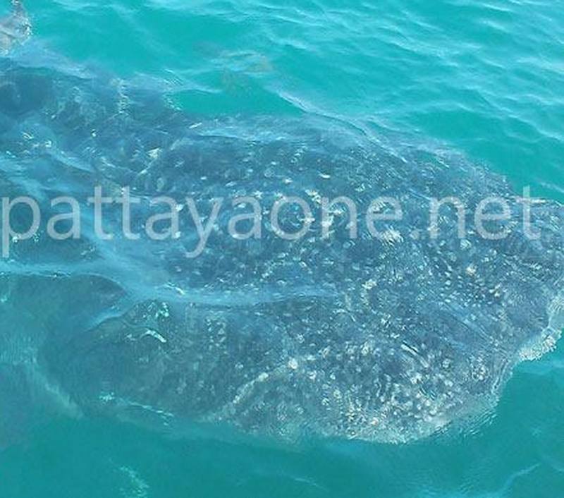 Seltener Walhai in der Bucht von Pattaya gesichtet