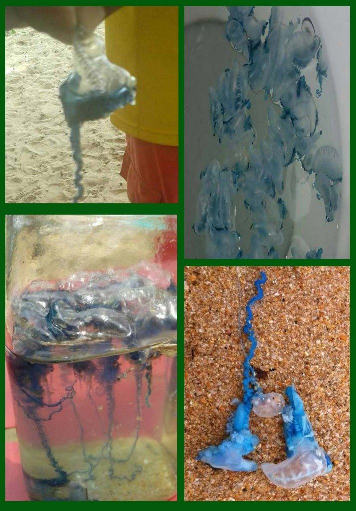 Die Rettungsschwimmer auf Phuket warnen vor den Gefahren der „jellyfish Quallen“