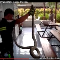 Eine 20 kg Python macht es sich in der Kantine der Polizei auf Phuket gemütlich
