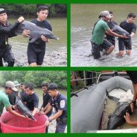Delfin in einem Klong auf Phuket gefunden