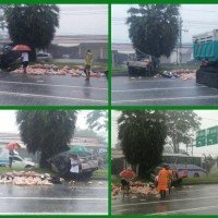 Nach einem Unfall auf Phuket fliegen Hühner zum letzten Mal über die Straße