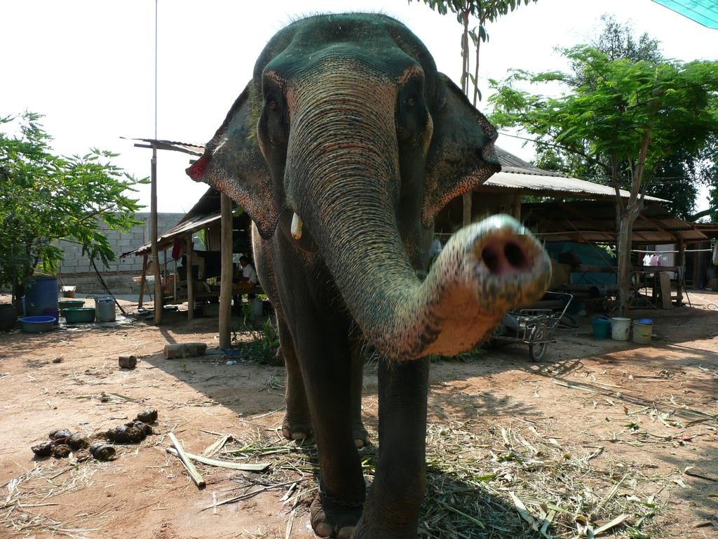 Elefant tötet seinen Mahout und rast mit drei chinesischen Touristen auf dem Rücken in den Dschungel