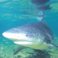 Experten rätseln immer noch über den „Hai-Angriff“ auf Phuket