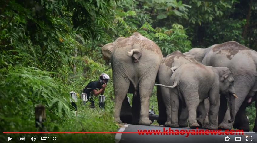Motorradfahrer versucht eine angreifende Elefantenherde mit einem Wai zu beruhigen
