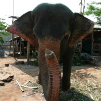 Wilder Elefant tötet zwei Gummi Zapfer und verletzt eine Frau