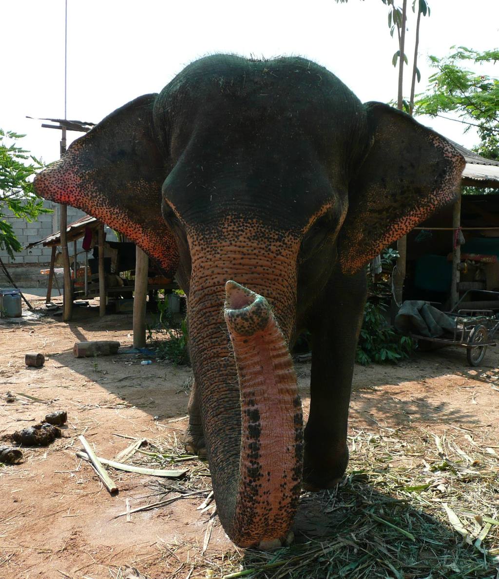 Wilder Elefant tötet zwei Gummi Zapfer und verletzt eine Frau