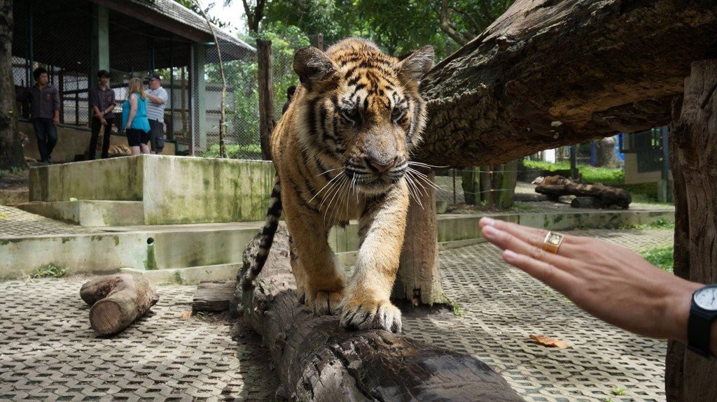 4-jähriges Mädchen von einem Tiger in Ayutthaya verletzt