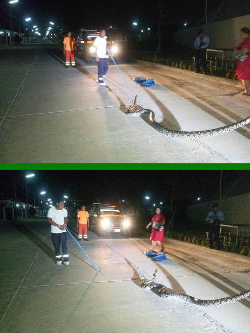Rettungskräfte auf Phuket müssen erneut eine fünf Meter lange Python fangen