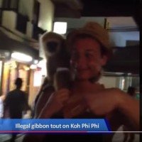 Polizei auf Ko Phi Phi weiter auf der Suche nach illegalen Tierschleppern