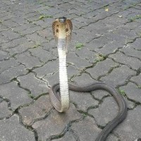 Chef der Ruamjai Rettungsstaffel auf Phuket fängt eine wütende Kobra mit den bloßen Händen