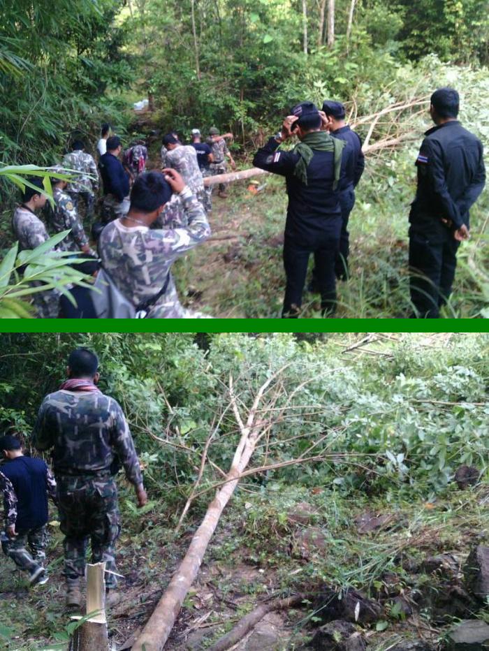 Beamte entfernen Hunderte von Illegalen Gummibäumen in einem Naturschutzgebiet in Krabi