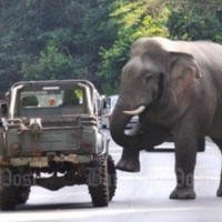 Touristen im Khao Yai Nationalpark sollen sich von wilden Elefanten fernhalten
