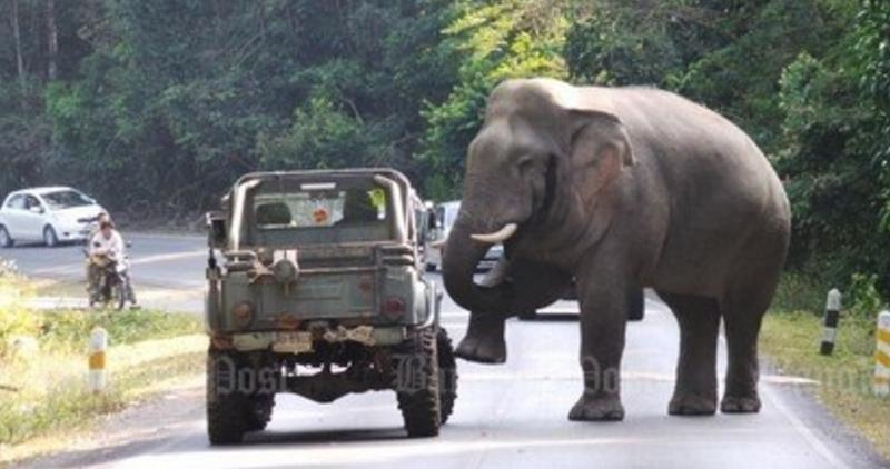 Touristen im Khao Yai Nationalpark sollen sich von wilden Elefanten fernhalten