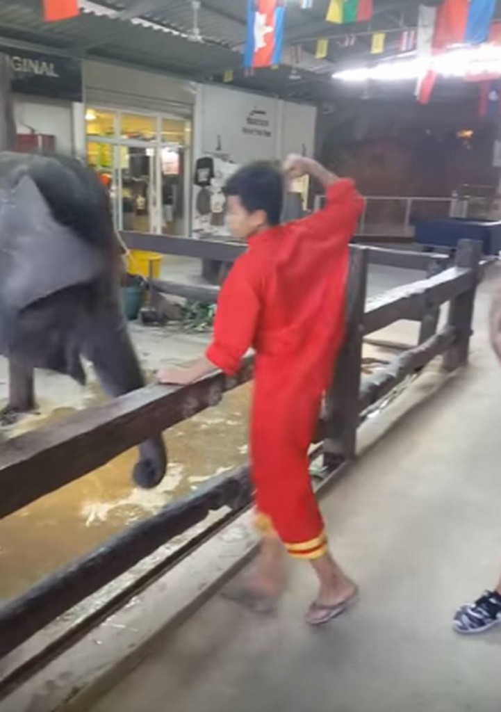 Mahout quält einen jungen Elefanten vor den Augen der entsetzten Touristen