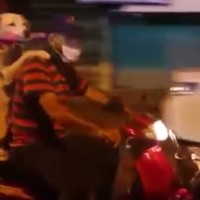 Hundebesitzer transportiert seinen Vierbeiner auf dem Motorrad