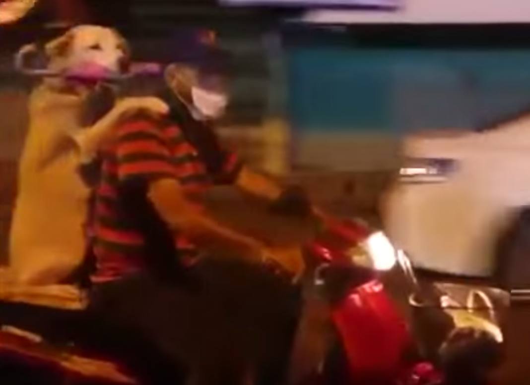 Hundebesitzer transportiert seinen Vierbeiner auf dem Motorrad