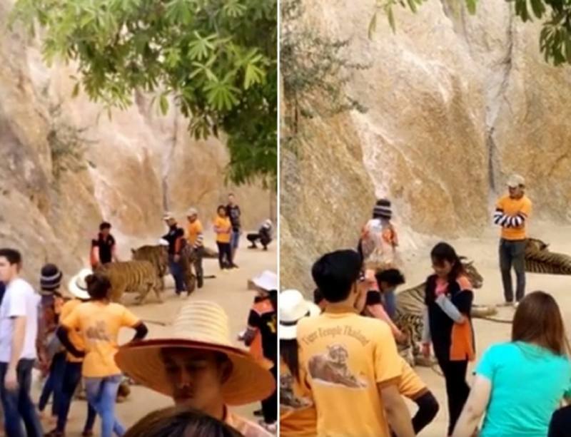 Tiger Tempel nach Misshandlungen der Tiere erneut im Kreuzfeuer