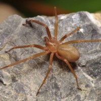 Tödliche Mittelmeer Einsiedler Spinne in Kanchanaburi entdeckt