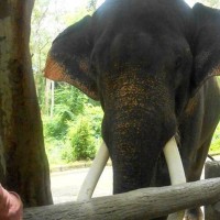Schottischer Familienvater auf Ko Samui von einem Elefanten zu Tode getrampelt