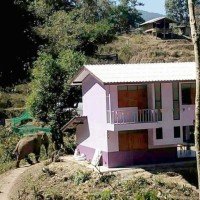 Wilder Elefant zertrampelt den Gemüsegarten einer Schule