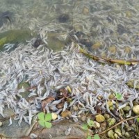 Eine Tonne toter Fische in einem Park auf Phuket gefunden