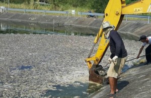 5 Tonnen toter Fisch in Krabi