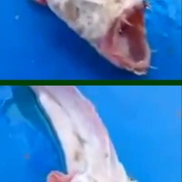 Unbekannter Monster Fisch in Thailand gefangen