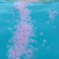 Behörden auf Phi Phi warnen alle Schwimmer vor der rosa Qualle