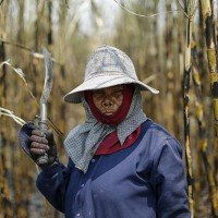 Aufgrund der Dürre wachsen die Schulden der Zuckerrohr Landwirte weiter an