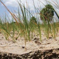 35 Provinzen leiden bereits unter der Wasserknappheit