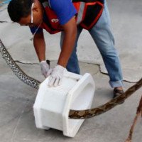 Alptraum auf Toilette: Riesige Python verbeißt sich im Penis eines Mannes