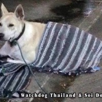 Thai wird für den tödlichen Angriff auf einen Hund zu zwei Monaten Haft verurteilt