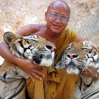 Hat sich der Abt des umstrittenen Tiger Tempels aus dem Staub gemacht?