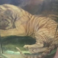 Der Horror geht weiter: Tiger Tempel verkauft eingelegte tote Tigerbabys als Energy-Drink