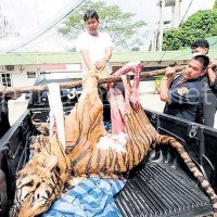 Nächster grausamer Fund: Beamte finden in der Nähe von Kanchanaburi einen Schlachthof für Tiger