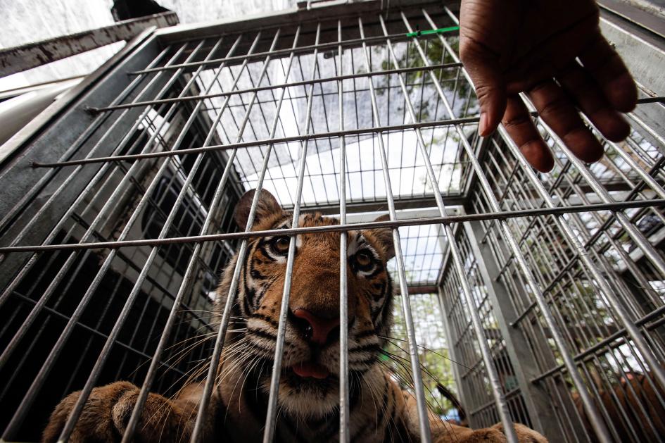 Kaum zu glauben: Landen die Tiger etwa erneut im Horror Tempel in Kanchanaburi?