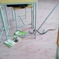 Python überrascht eine Schülerin in ihrer Schreibtischschublade
