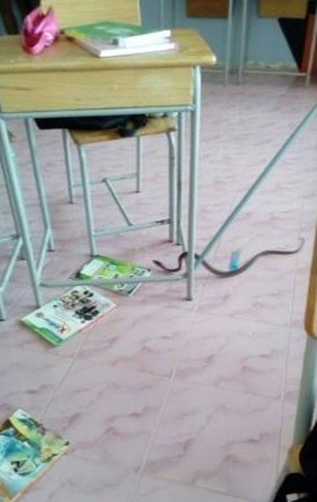 Python überrascht eine Schülerin in ihrer Schreibtischschublade