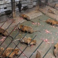 Laut der größten Tierschutzorganisation in Thailand sind 90 Prozent aller Tiger Zoos am illegalen Tierhandel beteiligt