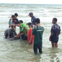 Delfin Rettungsdrama am Pratumnak Strand