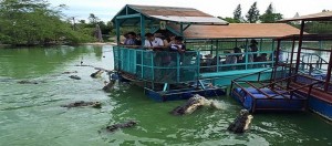Krokodil-Fuettern-im-Pattaya_01