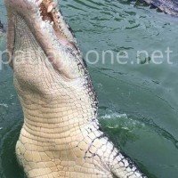 Der Krokodil-Fütterungs-Park ignoriert die Aufforderung der Behörden, den Betrieb einzustellen