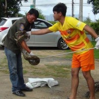 20 kg schwere Python besucht ein Kaffee in Krabi