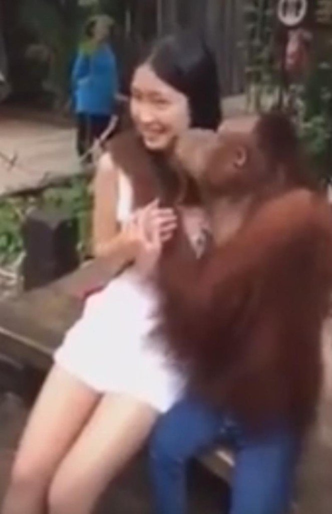 Bangkoks beliebtester Orang Utan macht wieder von sich reden