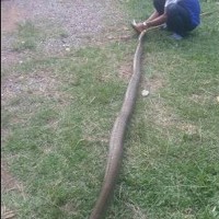 Fünf Meter lange Königs Kobra auf Ko Lanta gefangen