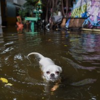 Flut Alarm in Bangkok und schwerer Regen in dieser Woche erwartet